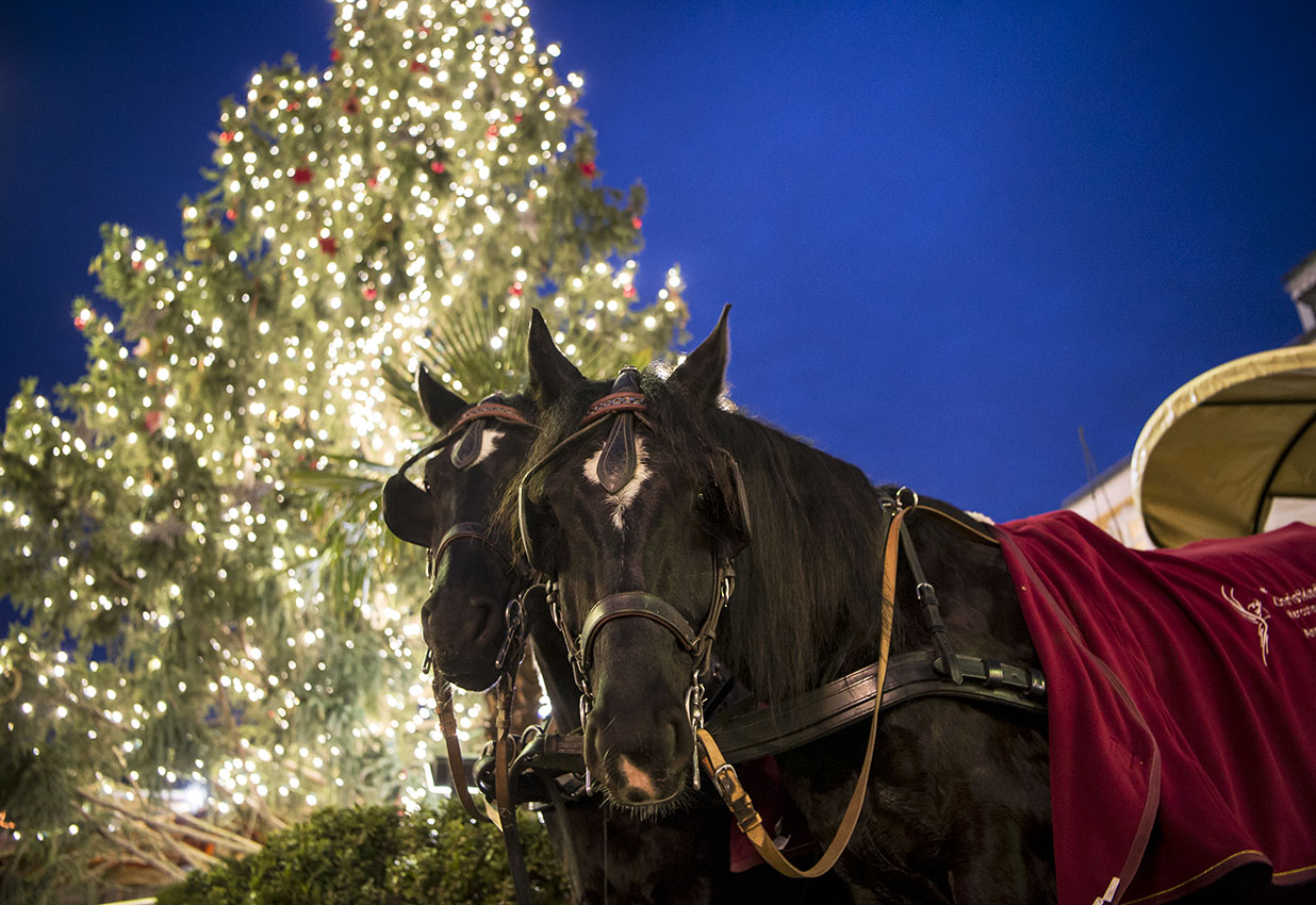 La carrozza trainata dai cavalli al Mercatino di Natale di Bolzano
